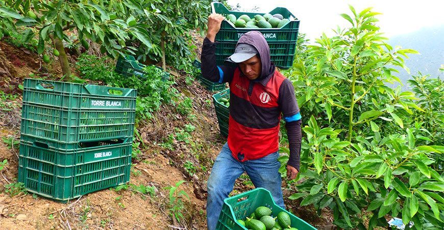 Sedir Ancash exportación de palta Perú