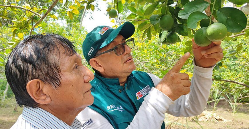 Senasa Escuelas de Campos Agricultores de cítricos Perú