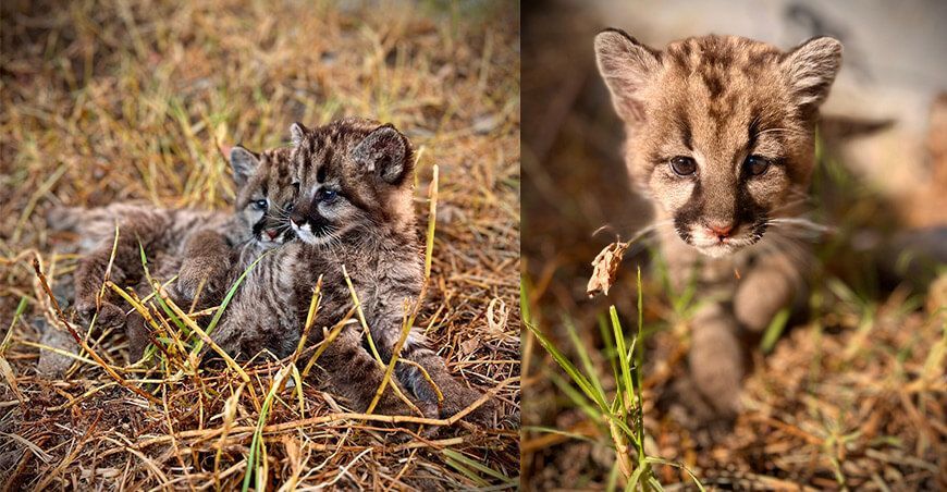 Serfor recupera dos crías de puma hallados por comunidad campesina Apurímac Perú
