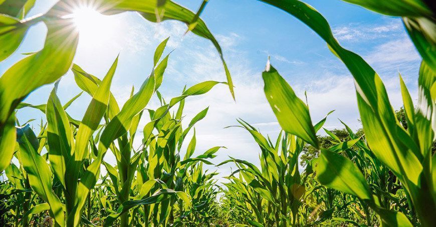 Syngenta lanza su nueva estrategia Horizonte Sostenible, un compromiso con la transformación de la agricultura