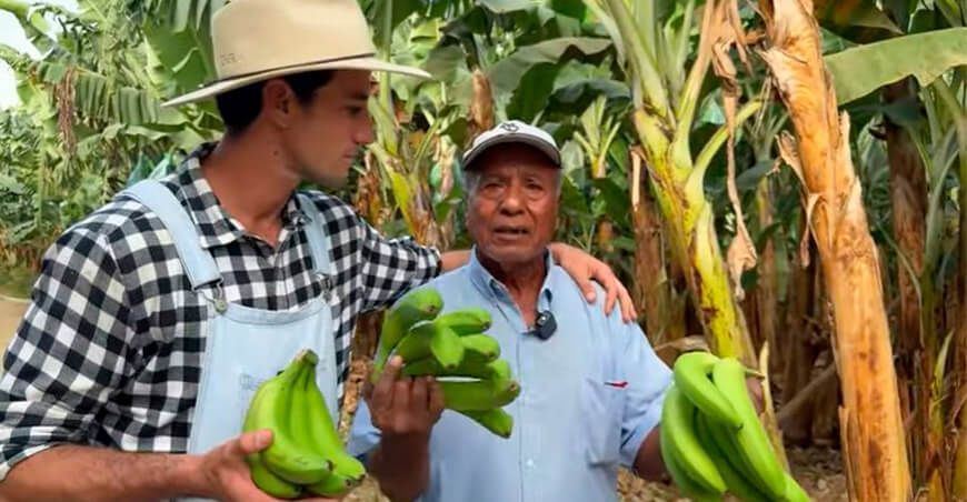 Plaga de trips causa pérdida de exportaciones de plátano en Tumbes Perú