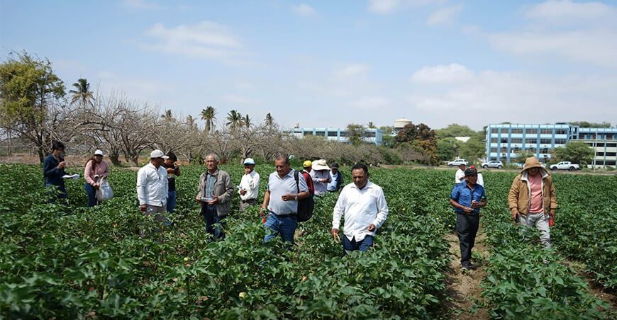 Universitarios y productores se unen para revivir el algodón Pima piurano