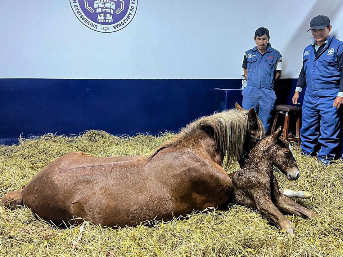 Científicos de la UNTRM logran el nacimiento del primer clon del Caballo Peruano de Paso Perú