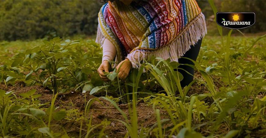 Wawasana lanza campaña la “Magia de la Naturaleza” Maestras de hierbas Perú