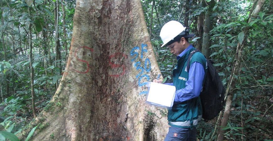 Serfor solicita declarar stocks de shihuahuaco Perú