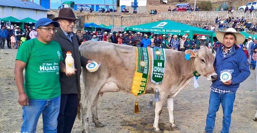 Vacunos Brown Swiss destacan en Feria Agropecuaria de Huasta en Ancash Perú