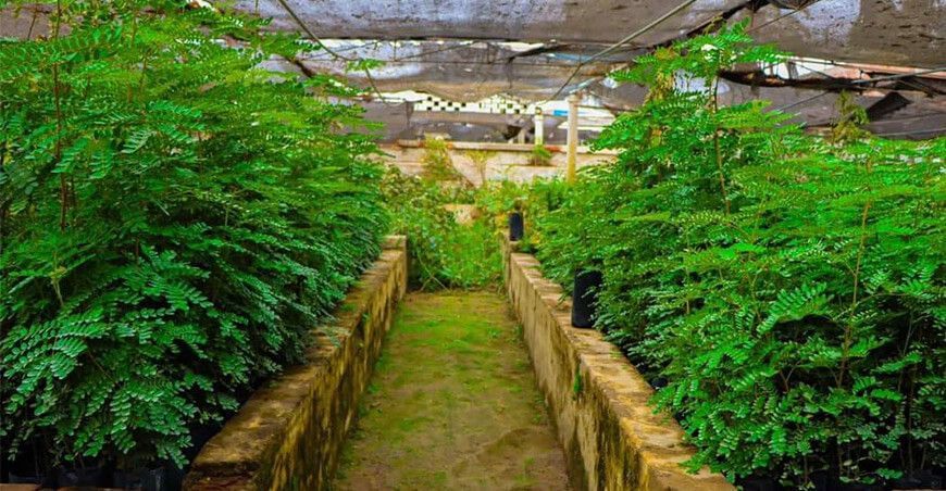 reforestación Tacna plantones Tara