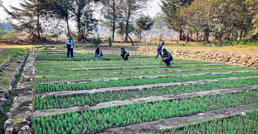 Agro Rural reactiva viveros forestales en comunidades campesinas Perú