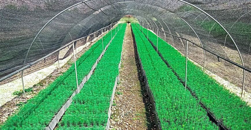Agro Rural reactiva viveros forestales en comunidades campesinas Perú 