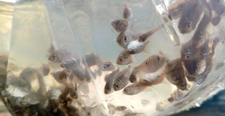 Devida entregará alevinos gamitana a productores piscicultura acuicultura Loreto Perú