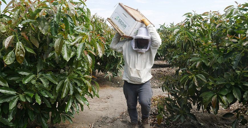 productores apícolas crianza de abejas producción de miel Perú