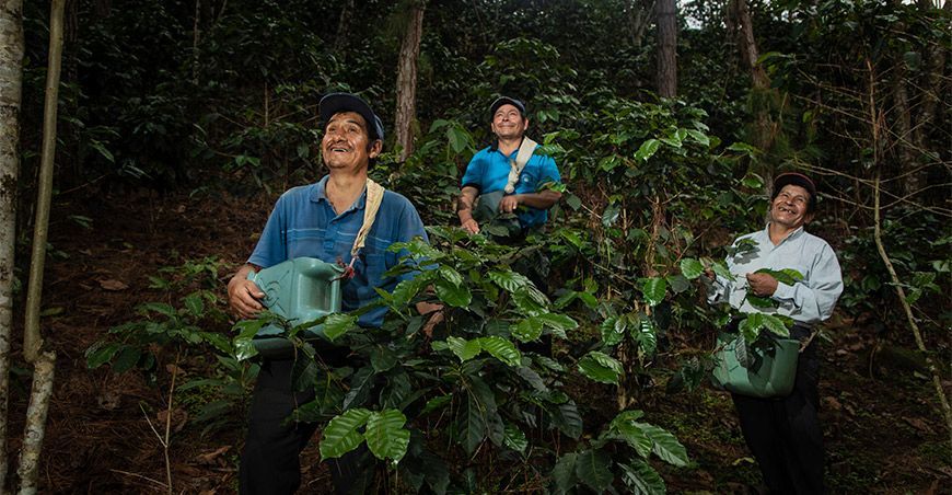 Asociación de Productores y Agropecuarios de Café de Altura Patahuasi cosecha de café pergamino Ayacucho Perú