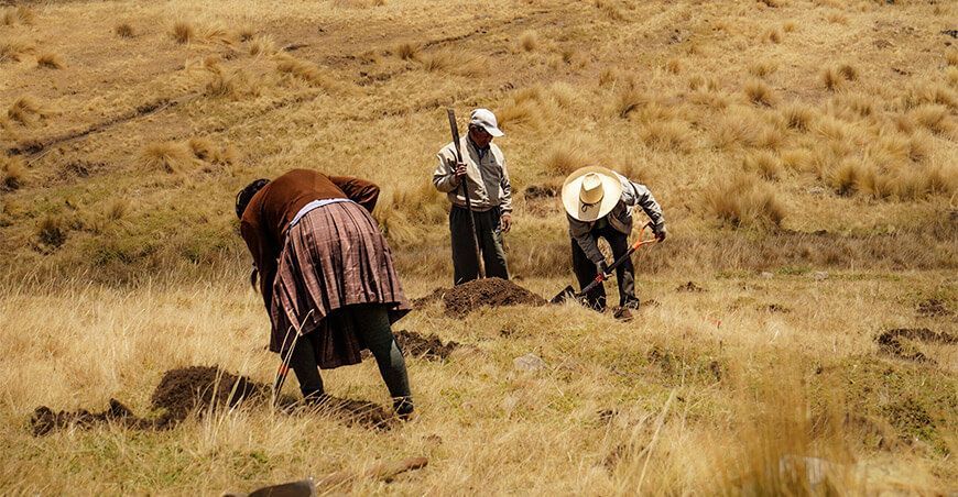 trabajos de hoyación instalación de plantones forestales Cajamarca Perú