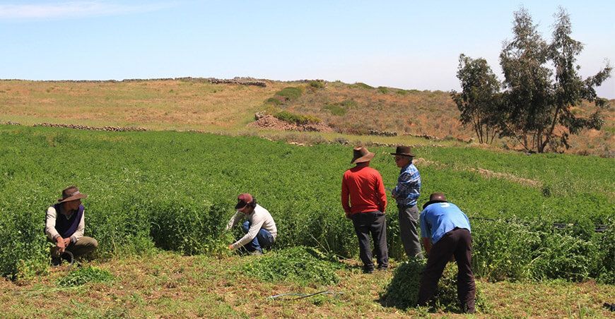 Campaña de pastos y forrajes productores Agro Rural Perú