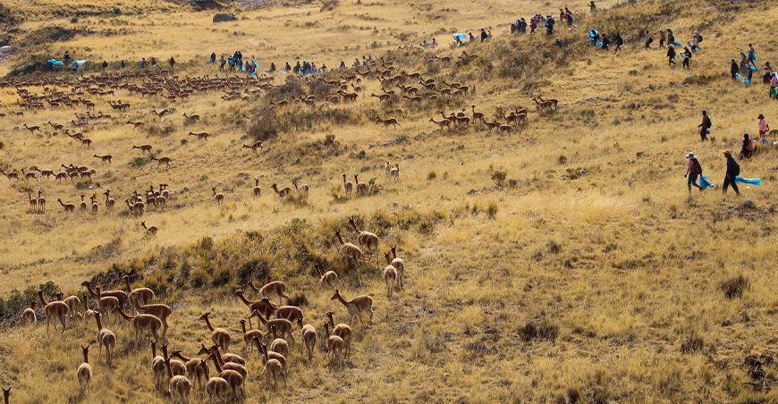 Chaccu vicuñas Puno Perú