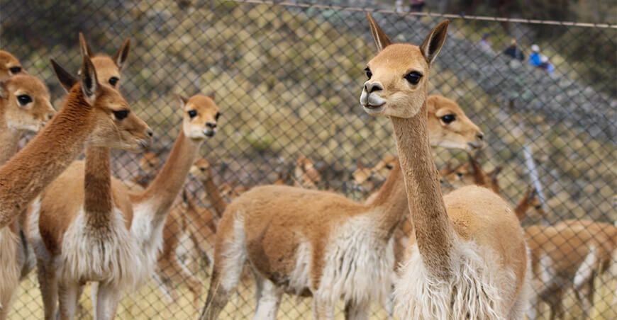 Chaccu vicuñas Puno Perú