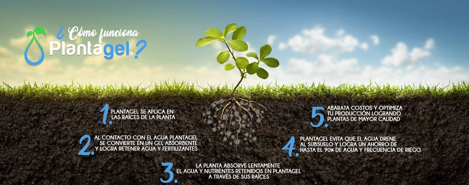 Plantagel: Hidrogel agrícola que combate la sequía y optimiza el uso del agua en cultivos