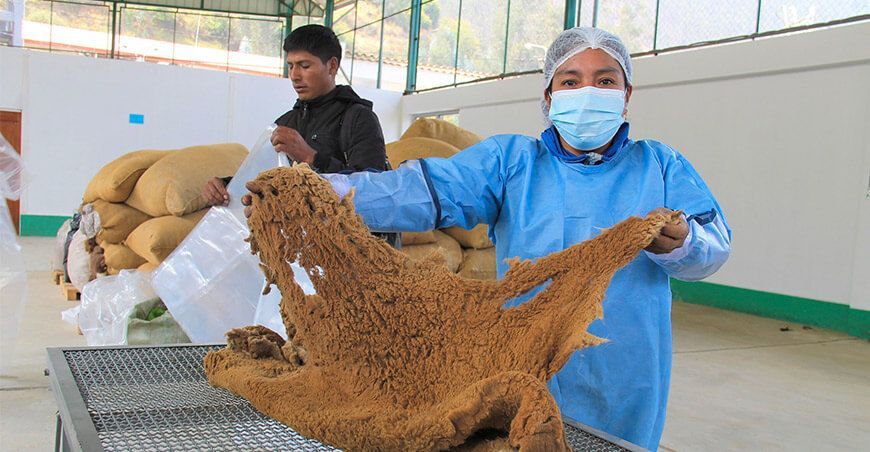 Comunidades de Apurímac comercializan 700 kilos de fibra de vicuña