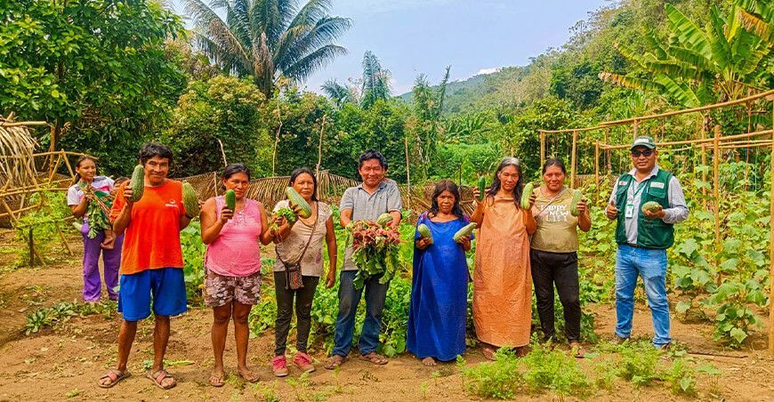 Comunidades nativas cosechan primeras hortalizas en biohuertos familiares Provraem Perú