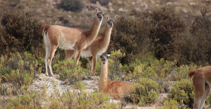 conservación del guanaco en Arequipa Serfor Perú