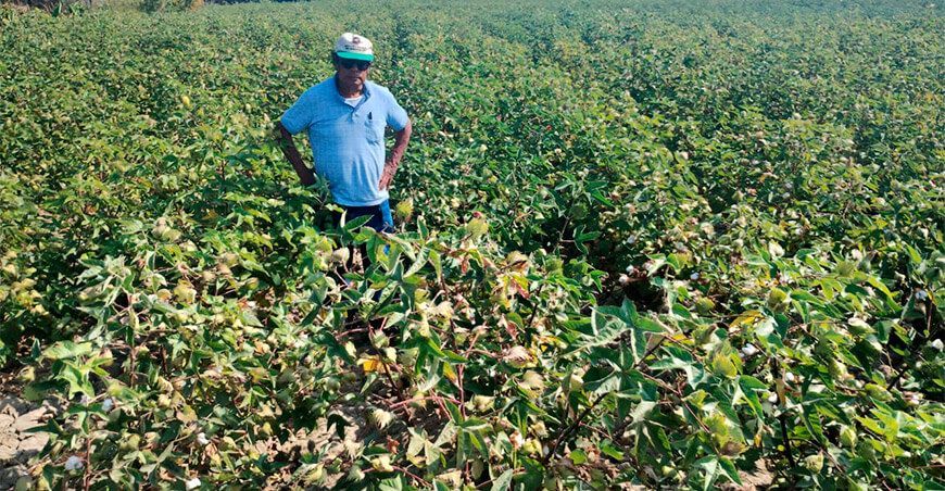 Piura cosecha de algodón Perú