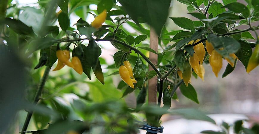 Minam publicará estudio sobre la diversidad del ají peruano y su importancia para la conservación ajíes peruanos