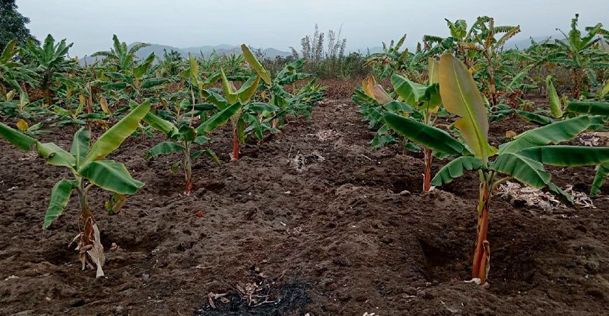 Transformación en la producción de banano orgánico en Mala, Cañete, Lima