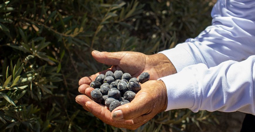 producción de aceitunas Arequipa Perú
