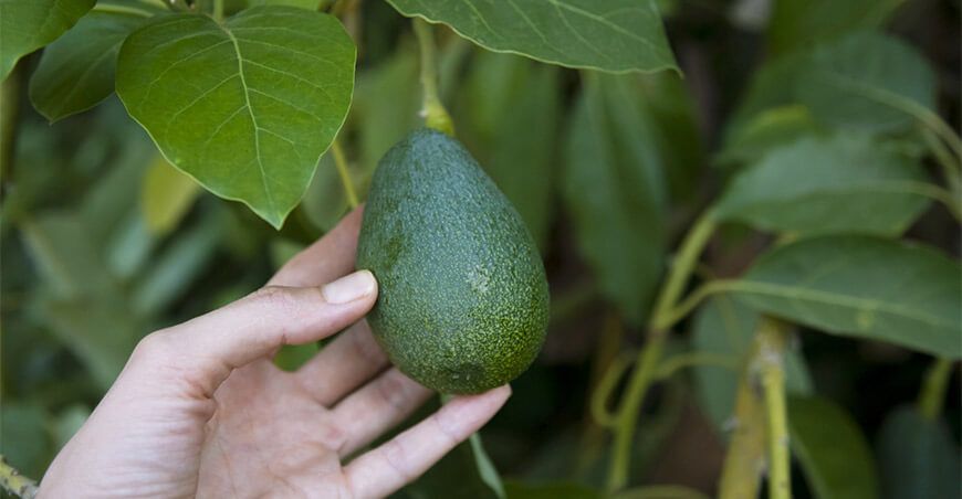 exportación de palta Perú