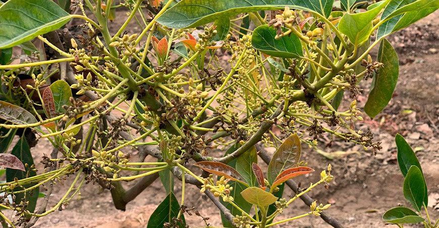 Hongo Cladosporium afecta los cultivos de palto en Moro y Nepeña en Ancash Sedir Perú