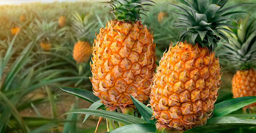 cultivo de piña Perú