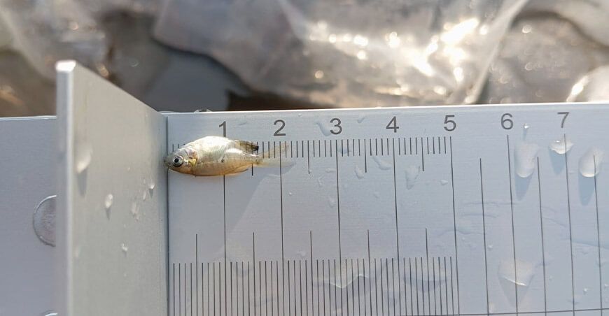 Devida entregará alevinos gamitana a productores piscicultura acuicultura Loreto Perú