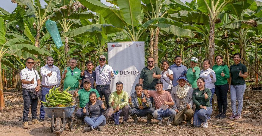 Productores de San Martín impulsan la venta de plátanos de Tocache en supermercados nacionales Devida Perú