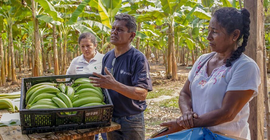 Productores de San Martín impulsan la venta de plátanos de Tocache en supermercados nacionales Devida Perú