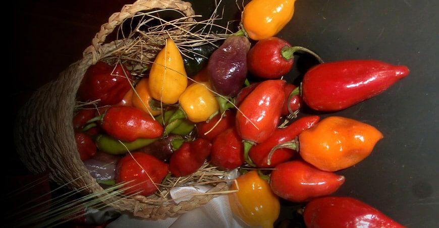 Minam publicará estudio sobre la diversidad del ají peruano y su importancia para la conservación ajíes peruanos