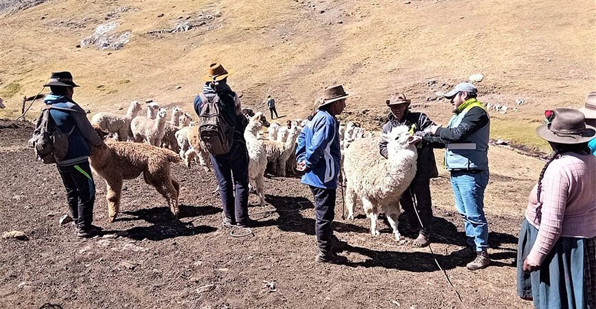 Inician campaña sanitaria para proteger el capital pecuario alpacas camélidos en Pachaconas Apurímac Perú