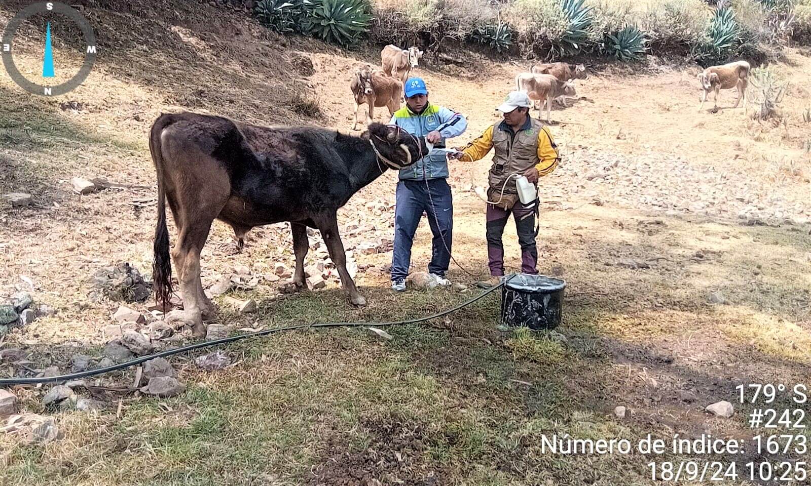 Inician campaña sanitaria para proteger el capital pecuario vacunos en Pachaconas Apurímac Perú 