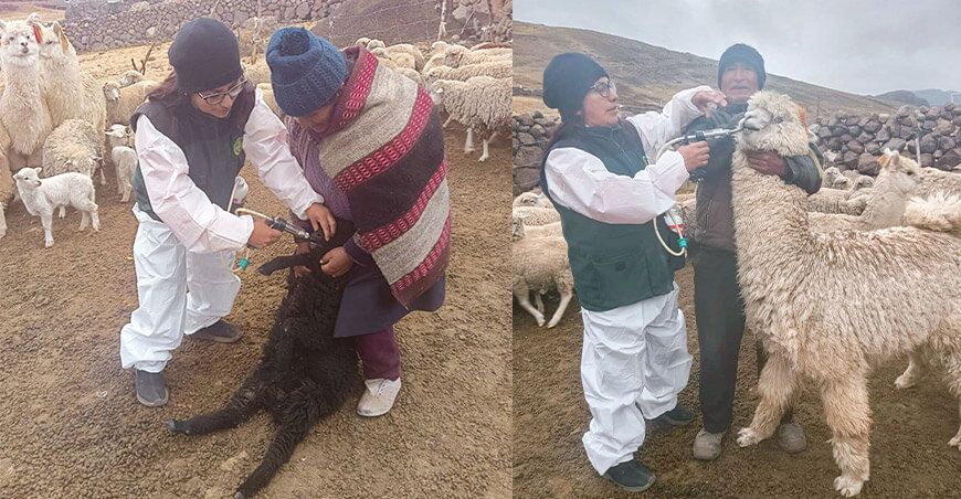 aplican kits veterinarios a ovinos alpacas Junín Perú