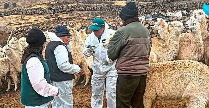 dosifican alpacas Junín Perú