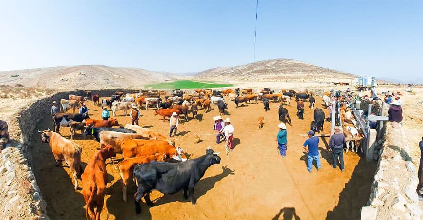 Desparasitaron y aplicaron vitaminas a ganado vacuno en Occosuyo Pillo Ayacucho Perú