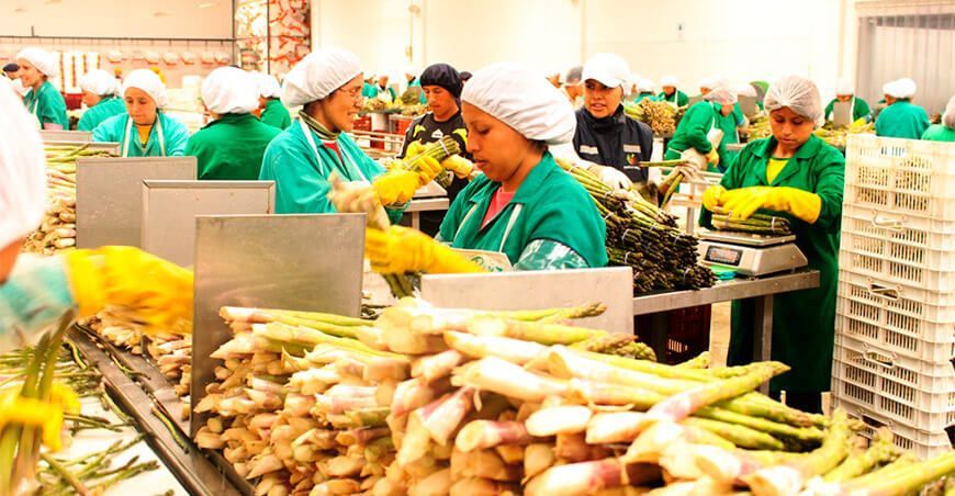 exportación espárrago Perú