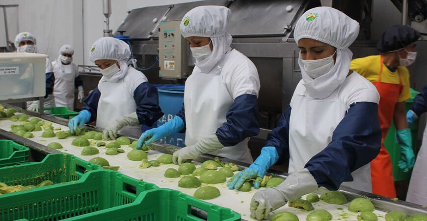 exportación de palta congelada Perú
