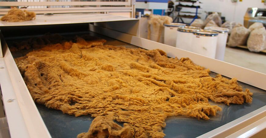 Comunidades de Apurímac comercializan 700 kilos de fibra de vicuña