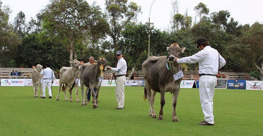 Décima Feria Nacional de Ganado Lechero y Brown Swiss