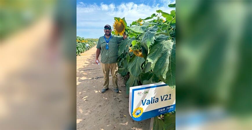 Girasol confitero Argentina