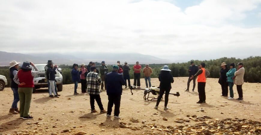 Aplicaron nutrientes foliares y minerales con drones en cultivos de olivo en Arequipa Perú