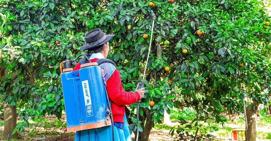 Distribuyen cebo tóxico biológico para erradicar la mosca de la fruta productores de Ayacucho Perú