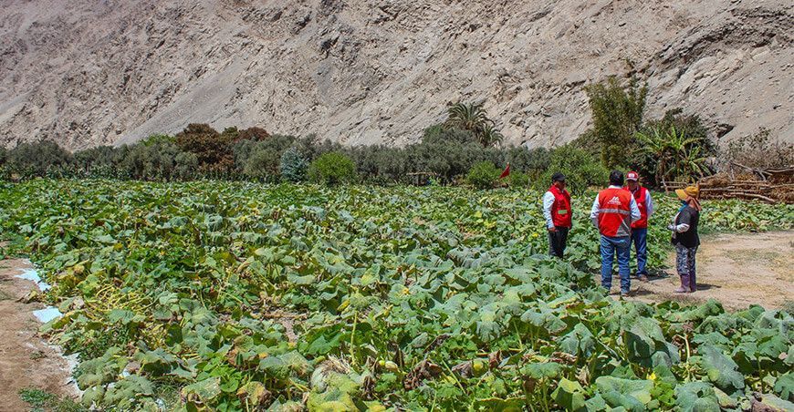 Impulsan la producción de zapallo en Algarrobal en Moquegua Perú
