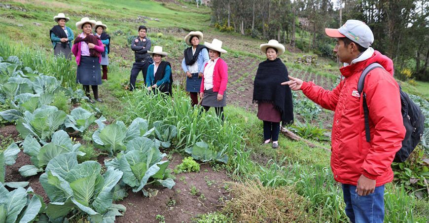 proyecto Haku Wiñay/Noa Jayatai de Foncodes impulsa producción de hortalizas productores La Libertad Perú