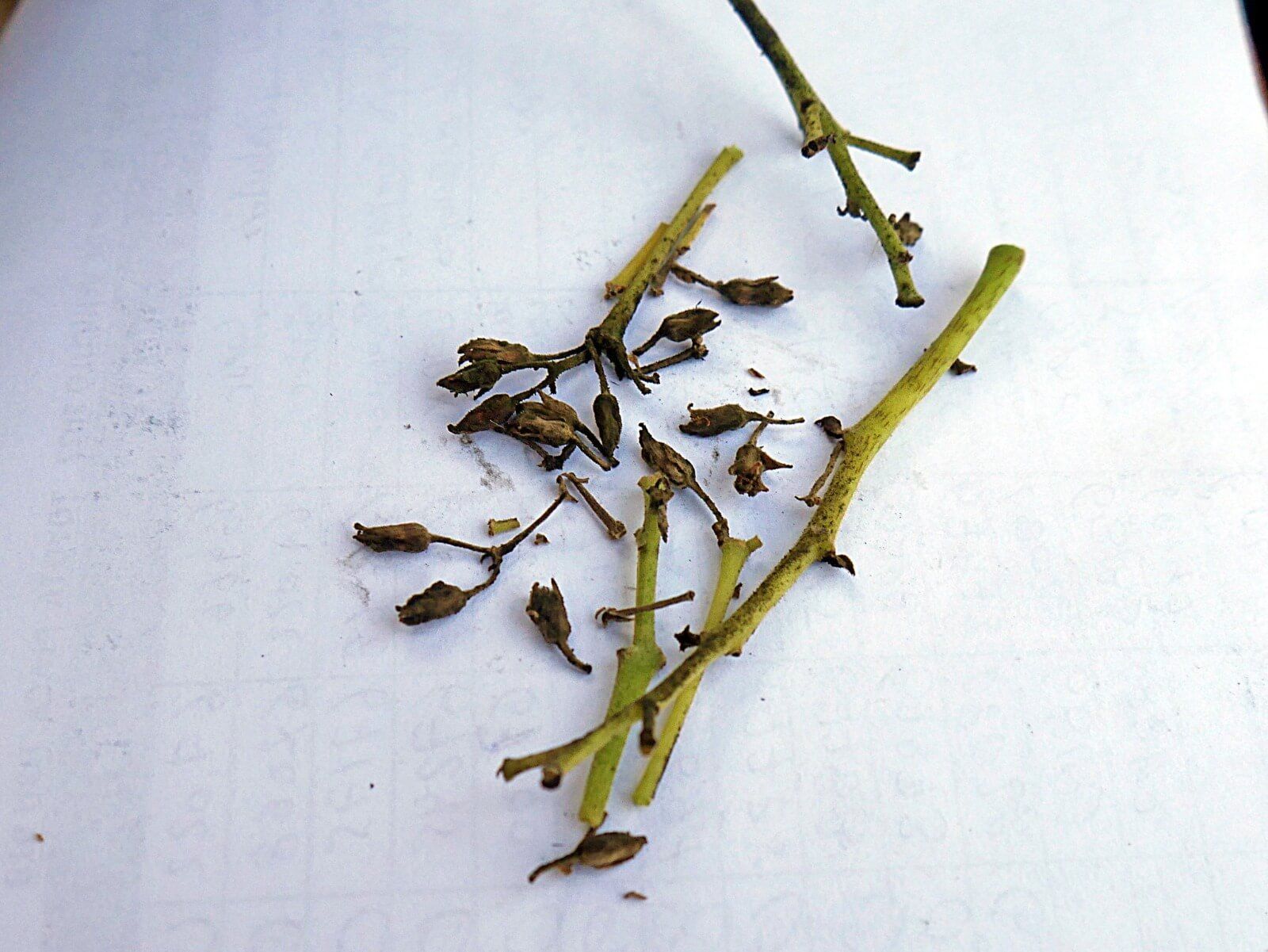 Hongo Cladosporium afecta los cultivos de palto en Moro y Nepeña en Ancash Sedir Perú